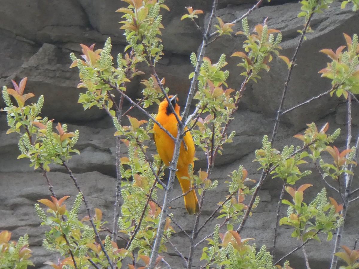 Bullock's Oriole - Anne Tews