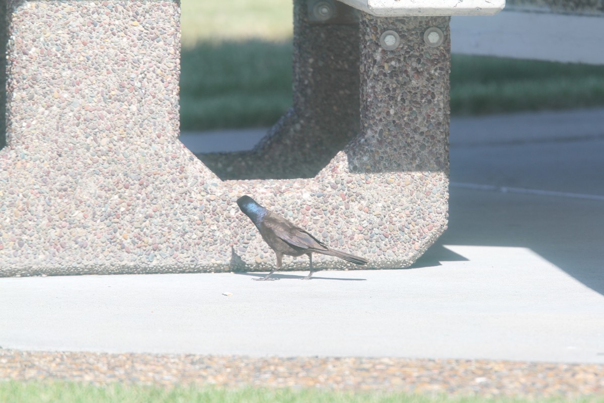 Common Grackle - ML471371111