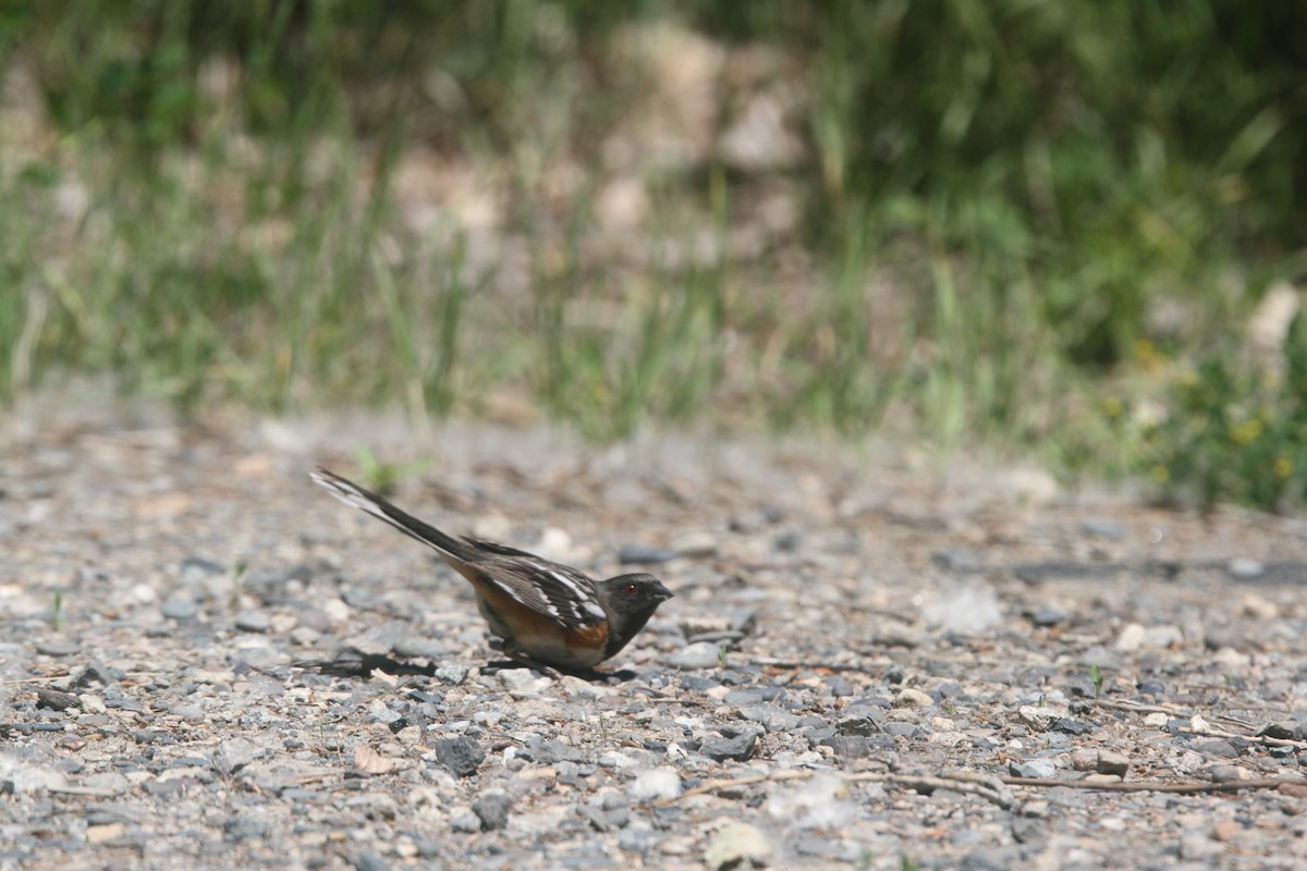 Spotted Towhee - ML471371161