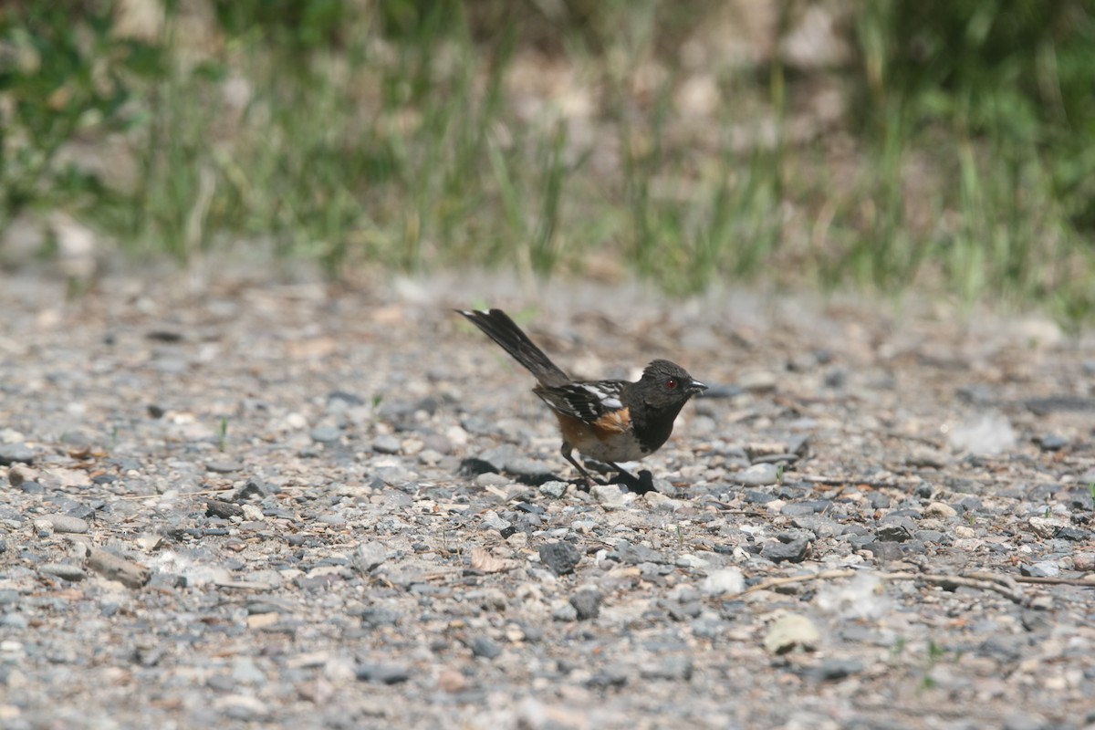 Spotted Towhee - ML471371181