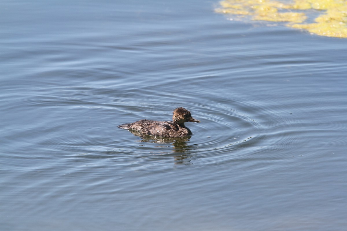 Hooded Merganser - ML471371341