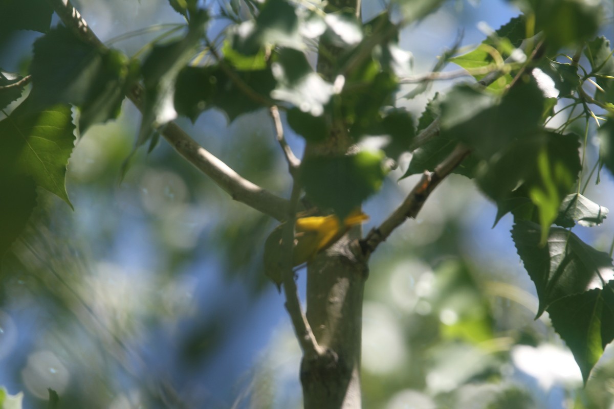 Yellow Warbler - ML471371361