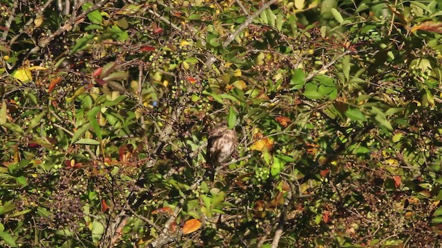 Purple Finch (Eastern) - ML471373