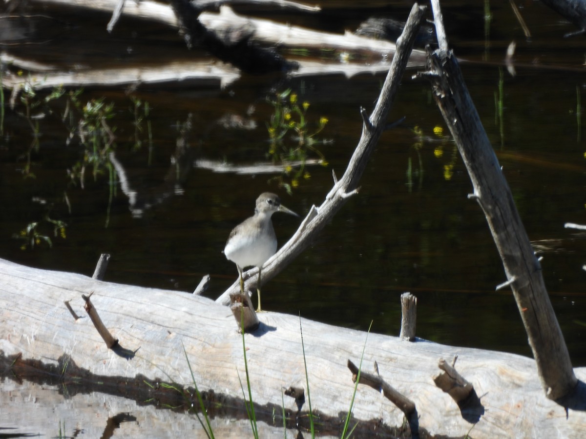 Solitary Sandpiper - ML471373151