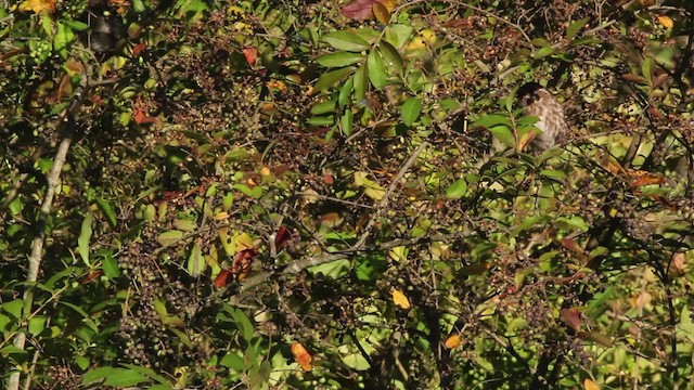 Purple Finch (Eastern) - ML471374