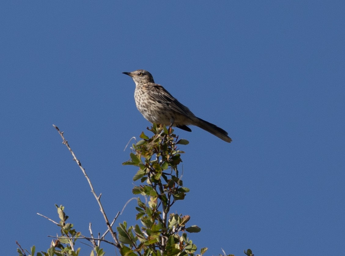 Sage Thrasher - ML471374931