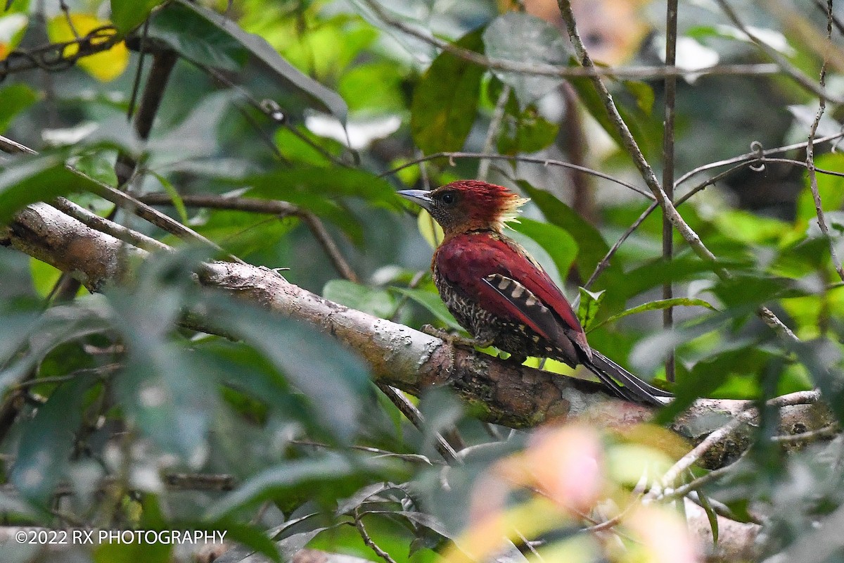 Banded Woodpecker - Ah Heng