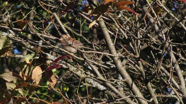 Field Sparrow - ML471376