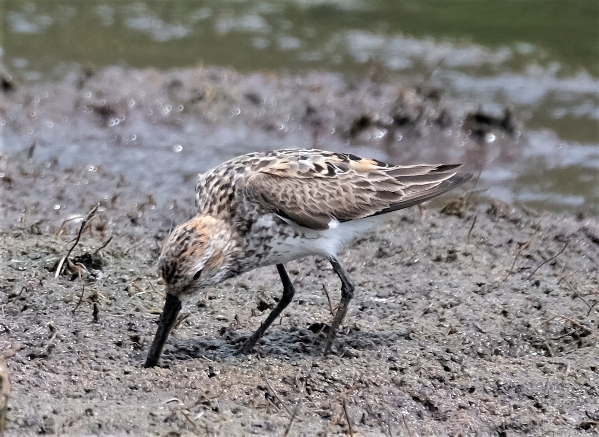 Western Sandpiper - Andrea Webb