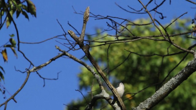 White-breasted Nuthatch (Eastern) - ML471381