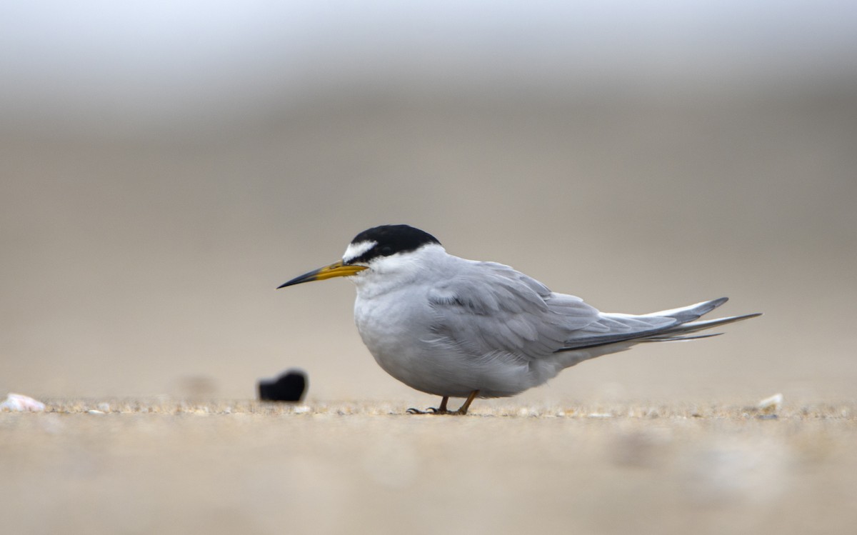 Peruvian Tern - ML471381331