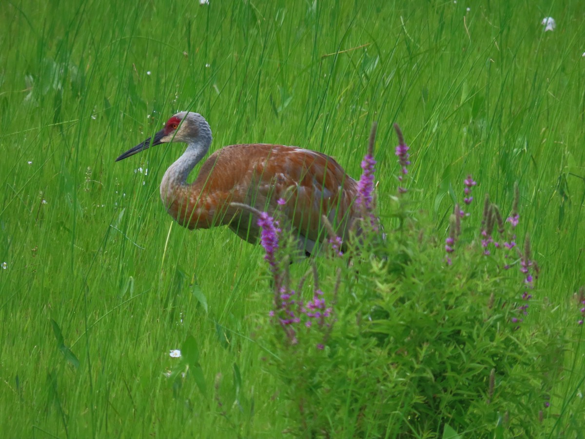 Sandhill Crane - Amy Fredrickson