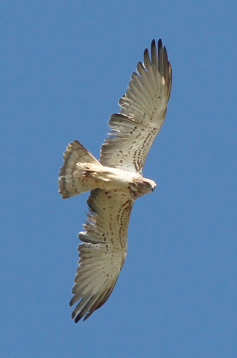 Short-toed Snake-Eagle - Neoh Hor Kee