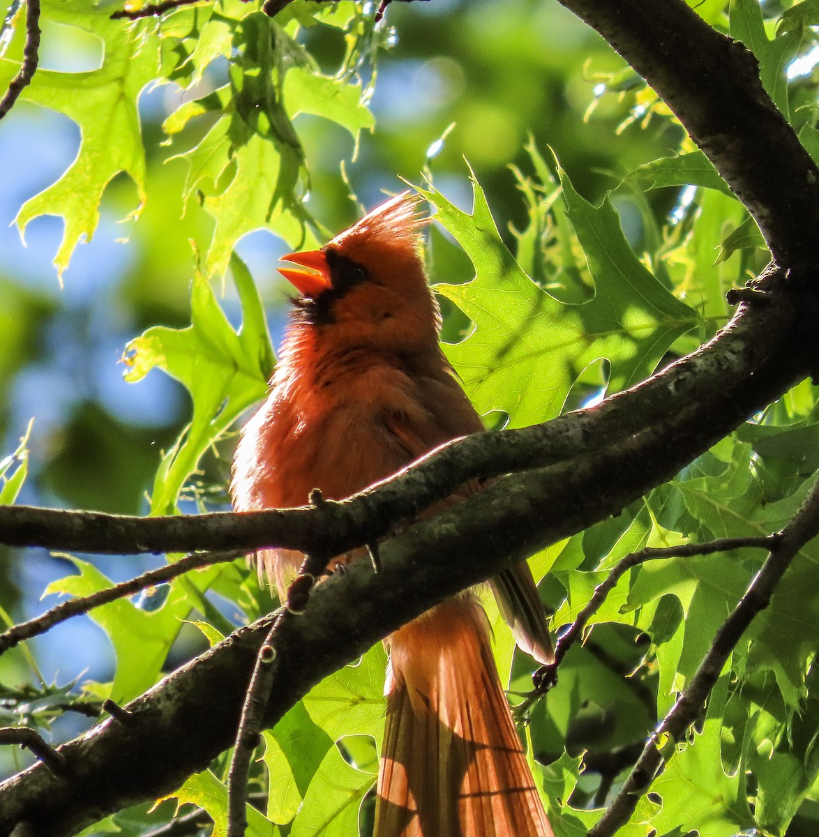 Northern Cardinal - ML471382981