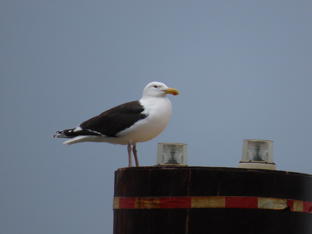 Great Black-backed Gull - ML471383131