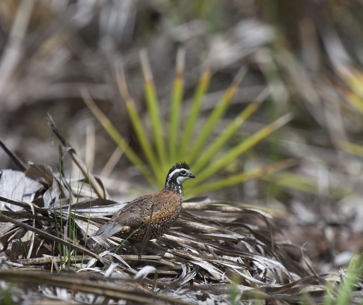 Northern Bobwhite - Ethan Ellis