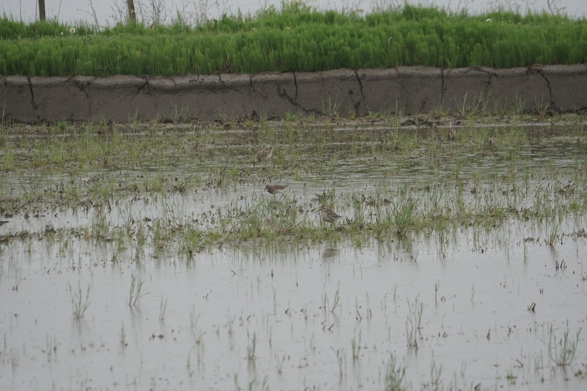 Sharp-tailed Sandpiper - ML471383191