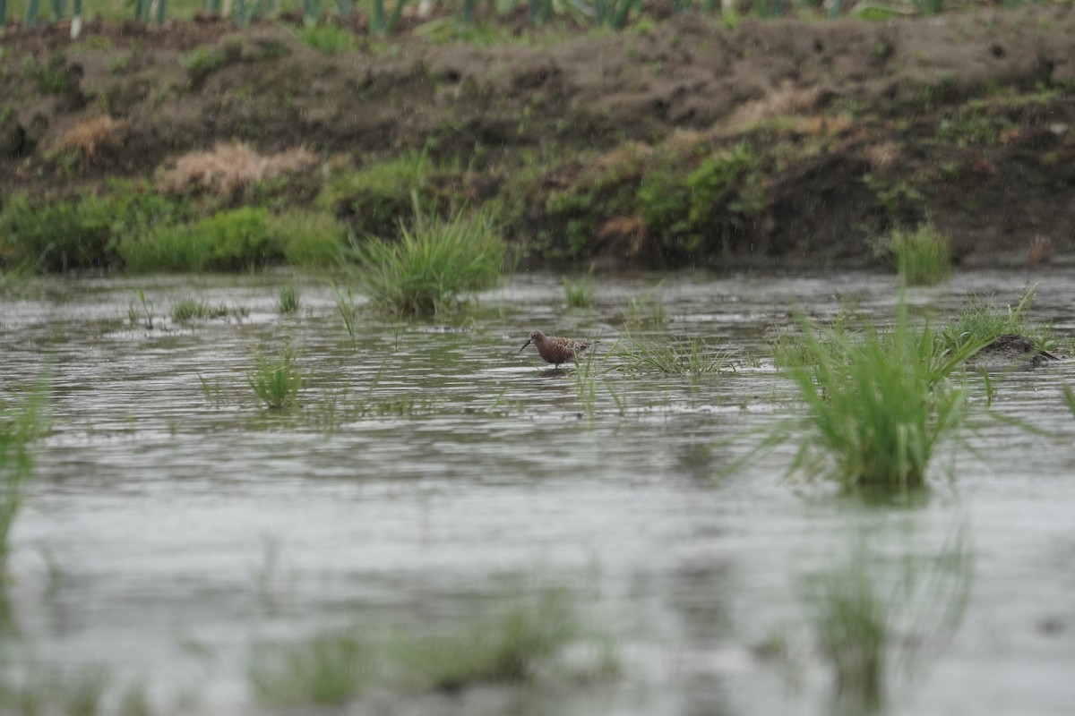 Curlew Sandpiper - ML471383241