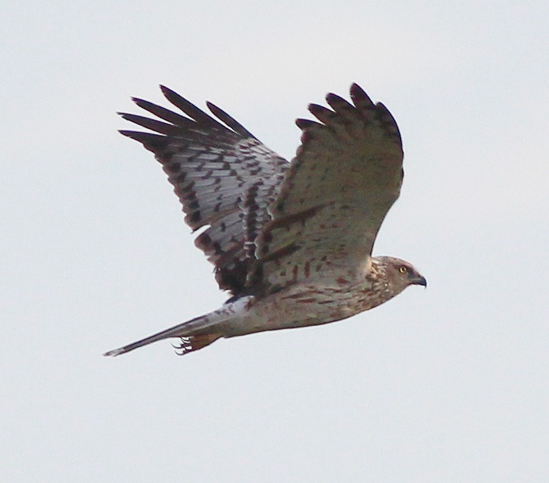 Eastern Marsh Harrier - Neoh Hor Kee