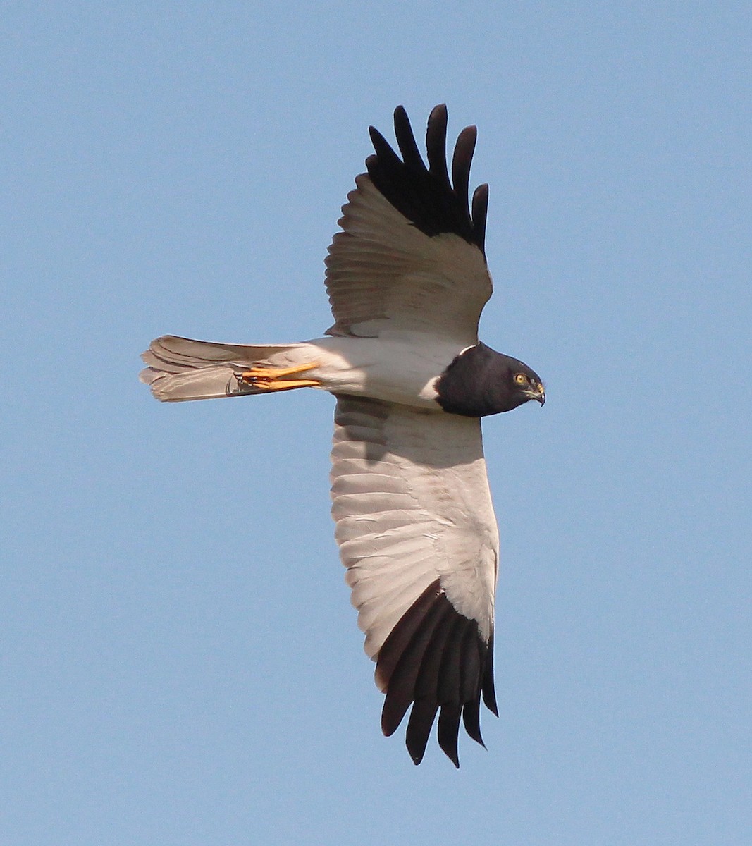 Pied Harrier - Neoh Hor Kee