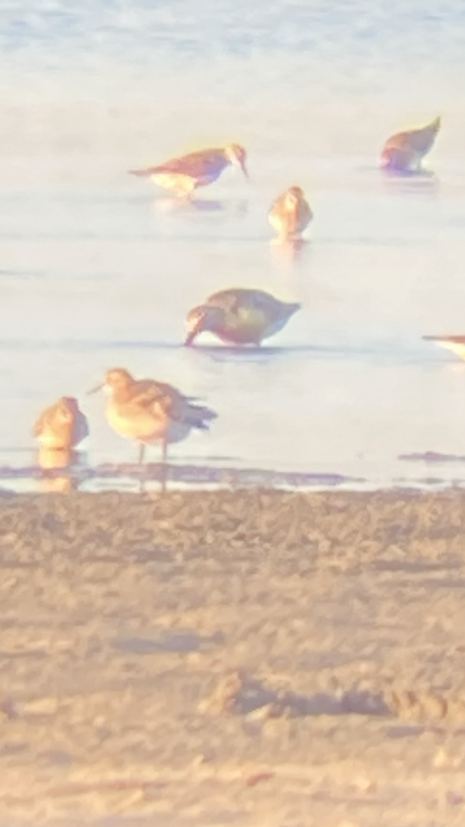 Red Knot - ML471384191