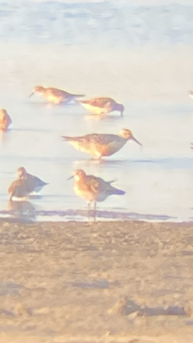 Red Knot - ML471384211