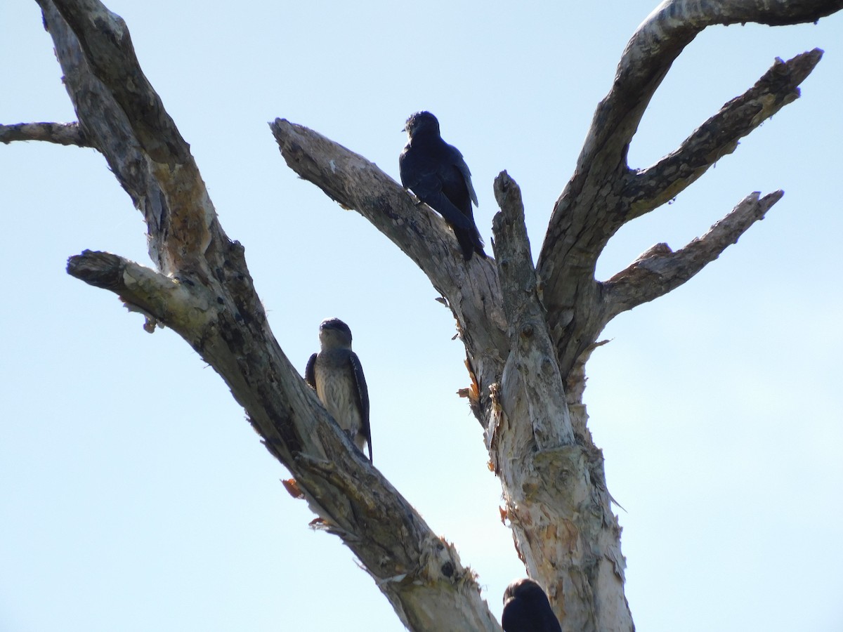 Purple Martin - ML471384411