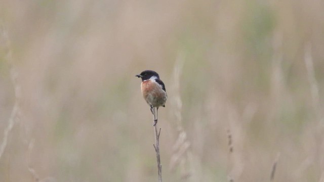 European Stonechat - ML471386681