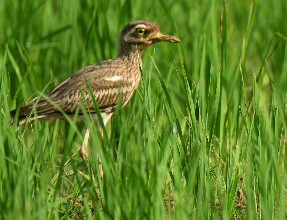 Indian Thick-knee - ML471387621