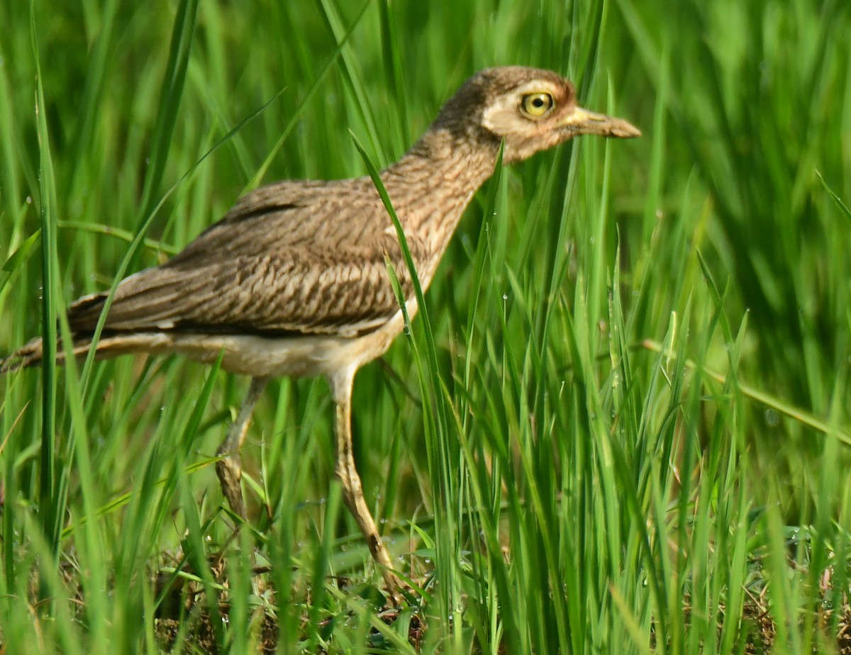 Indian Thick-knee - ML471387641