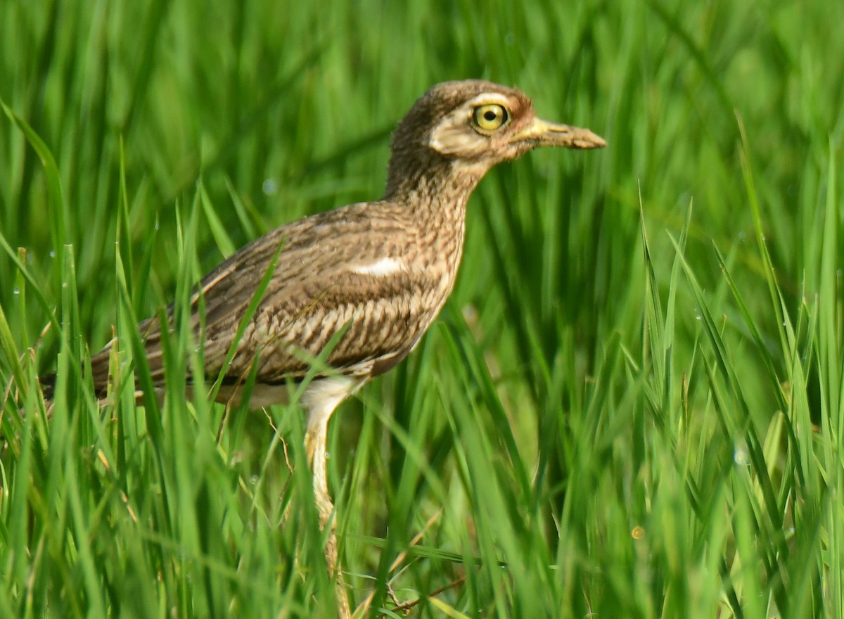Indian Thick-knee - ML471387651