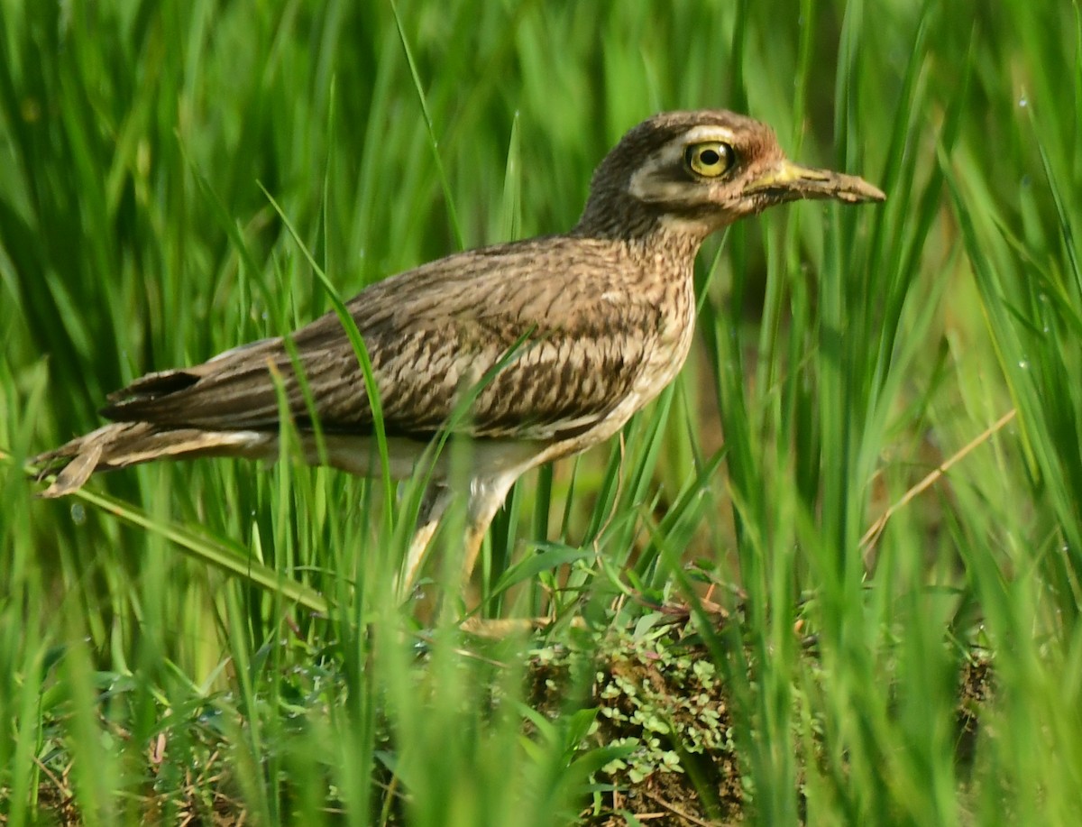Indian Thick-knee - ML471387671