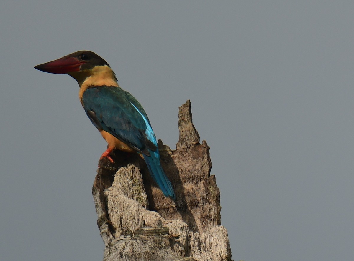 Stork-billed Kingfisher - ML471387811