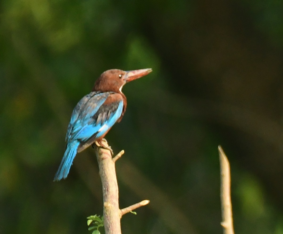 White-throated Kingfisher - ML471387841