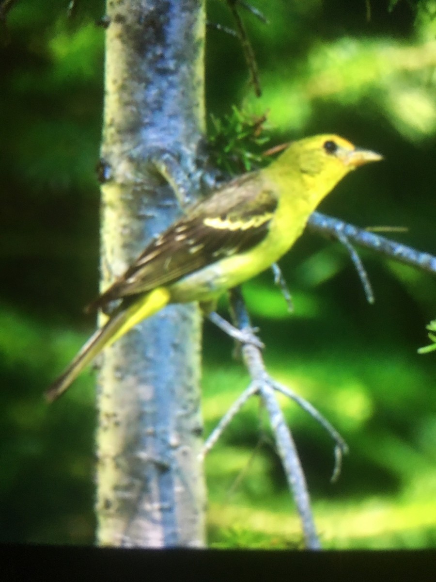 Western Tanager - Carolyn Featherston