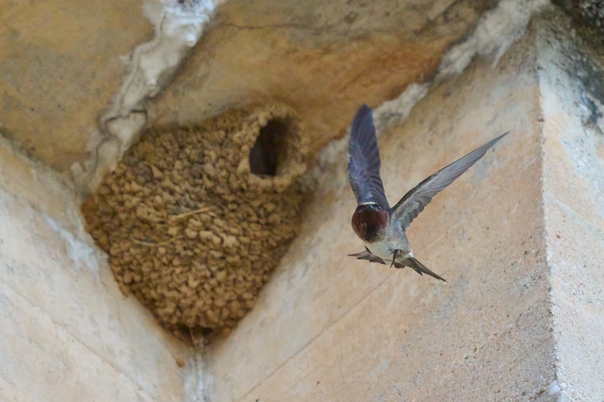 Cliff Swallow - ML471388161