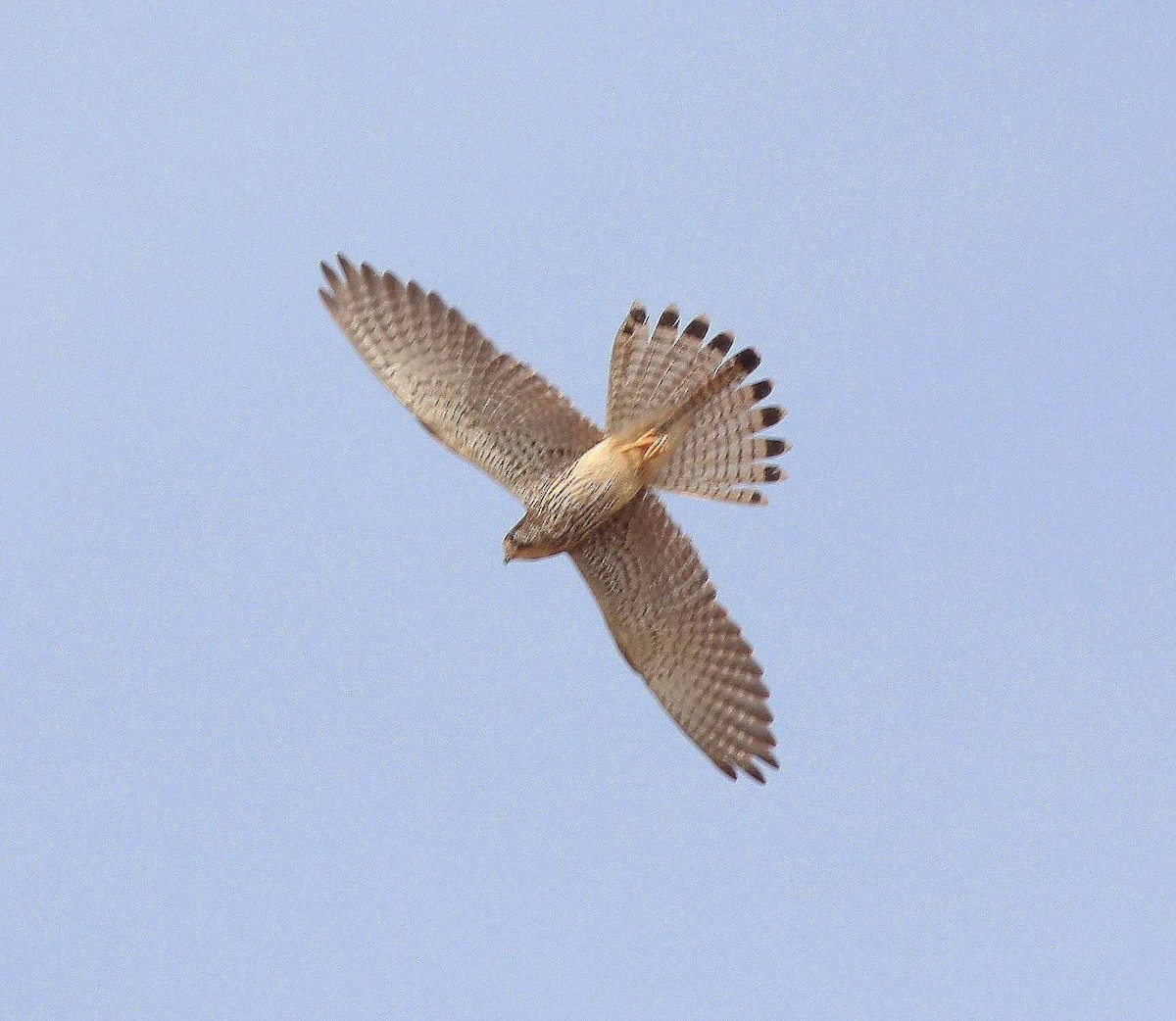 Eurasian Kestrel - ML47138841