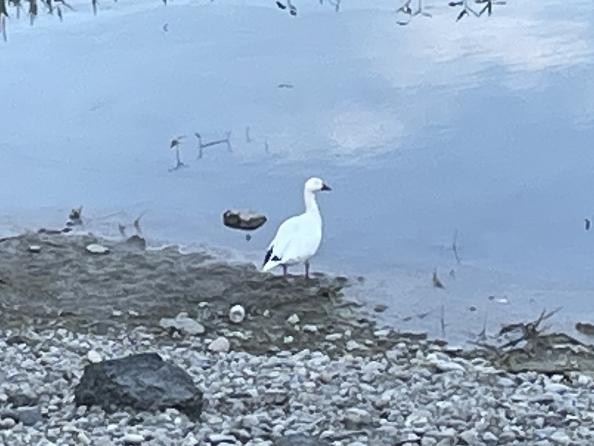 Snow Goose - ML471388471