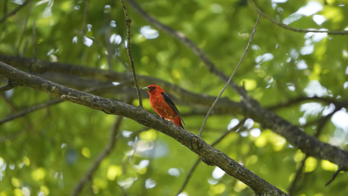 Scarlet Tanager - ML471388571