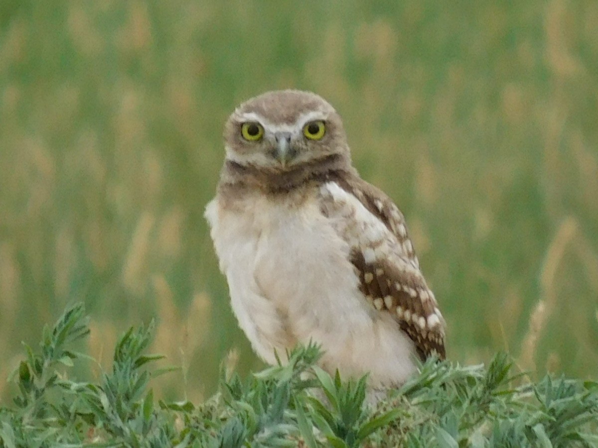 Burrowing Owl - Scott Schroeder