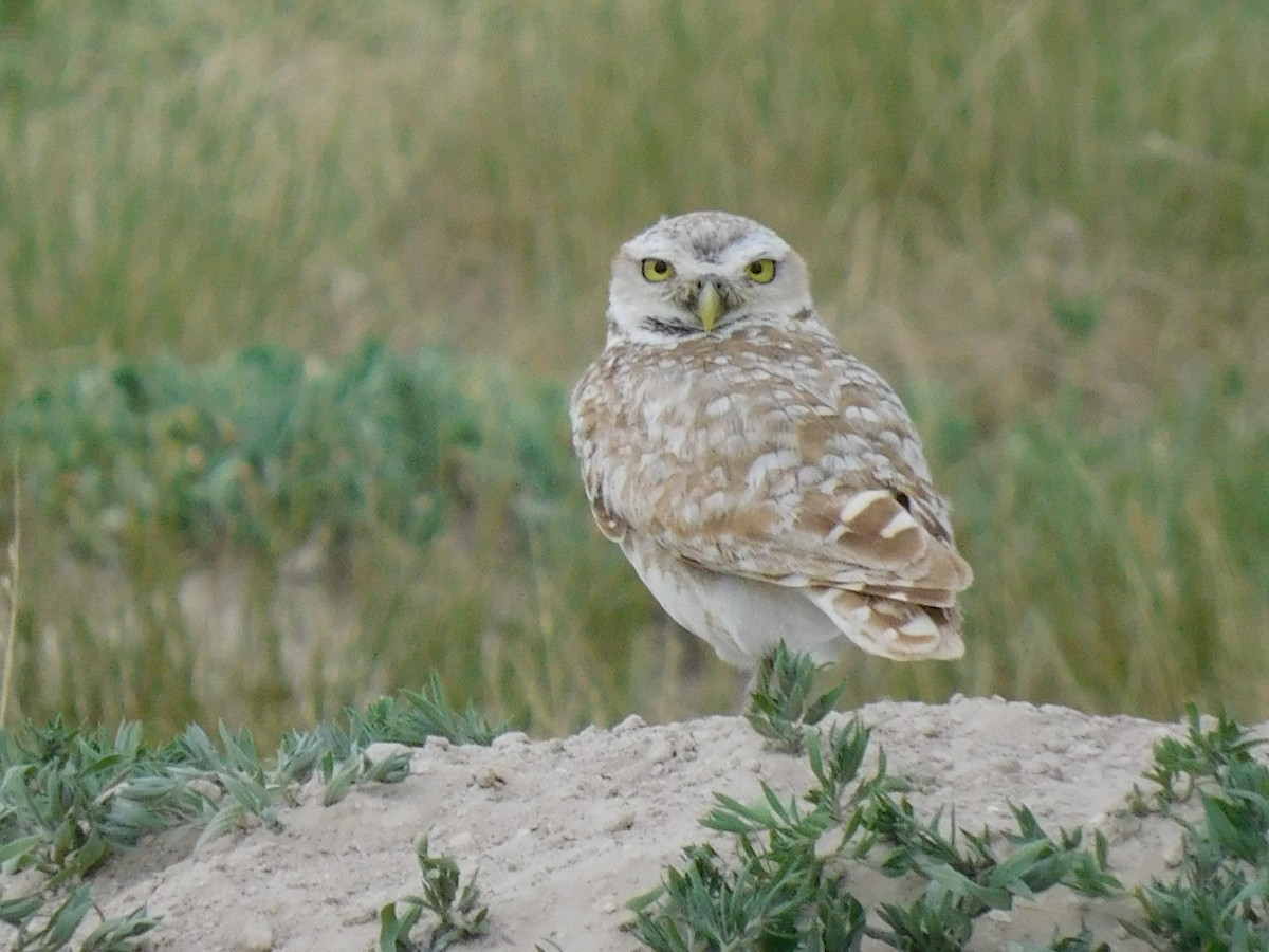 Burrowing Owl - Scott Schroeder