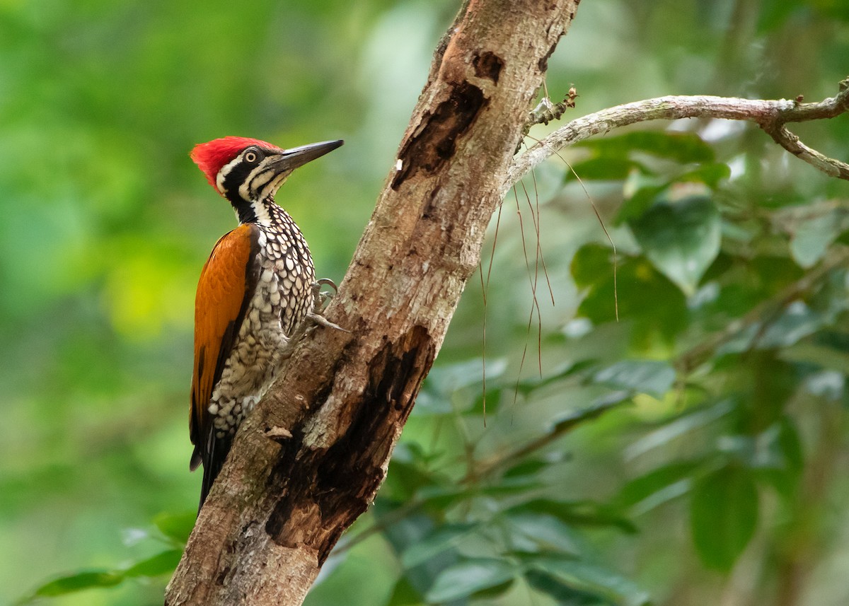 Greater Flameback - Ayuwat Jearwattanakanok