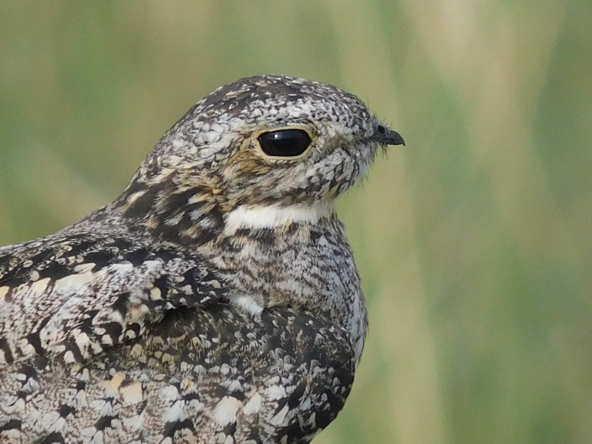 Common Nighthawk - ML471388921