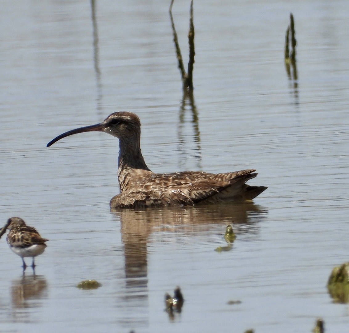 Regenbrachvogel - ML471389011