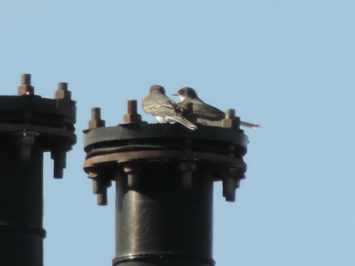 Eastern Kingbird - ML471389081