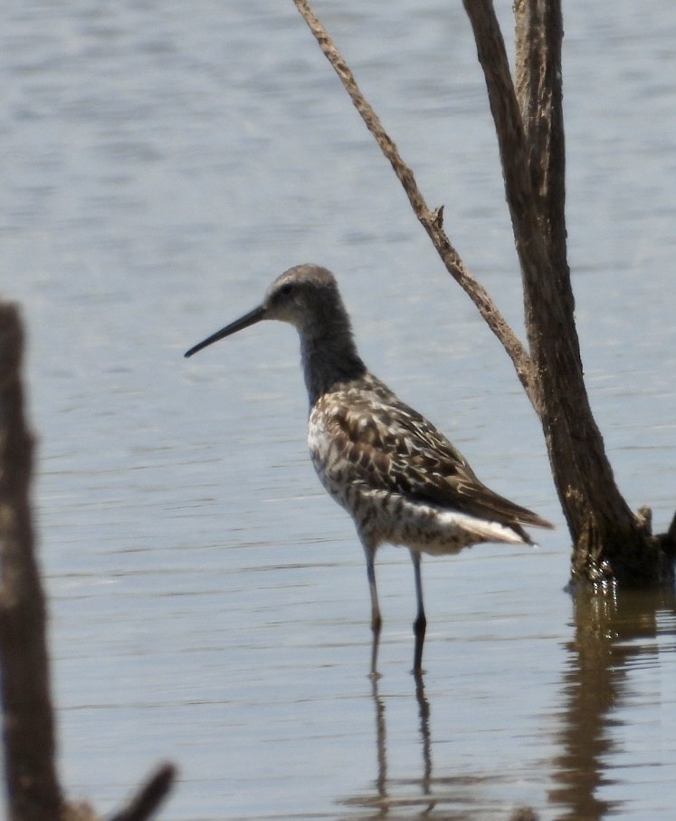 Stilt Sandpiper - ML471389091