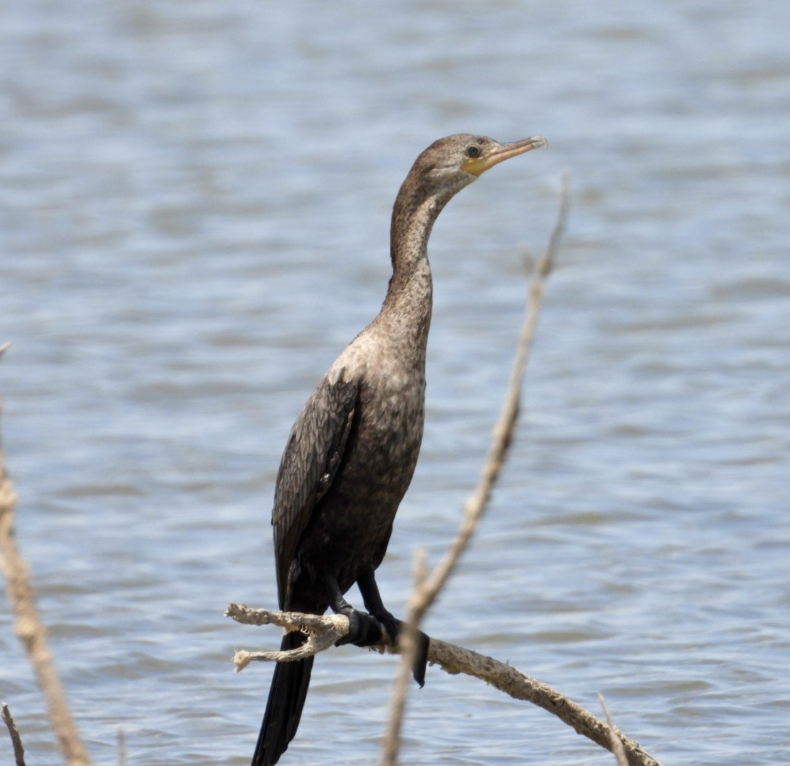 Neotropic Cormorant - ML471389301