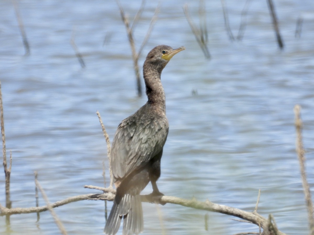 Neotropic Cormorant - ML471389311