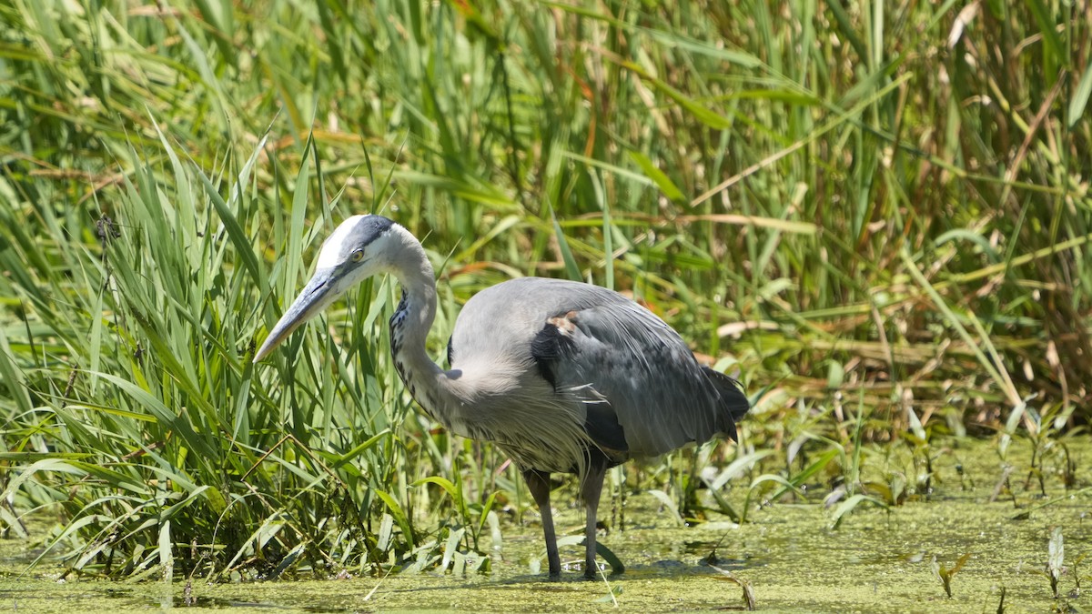 Great Blue Heron - Hunter Book