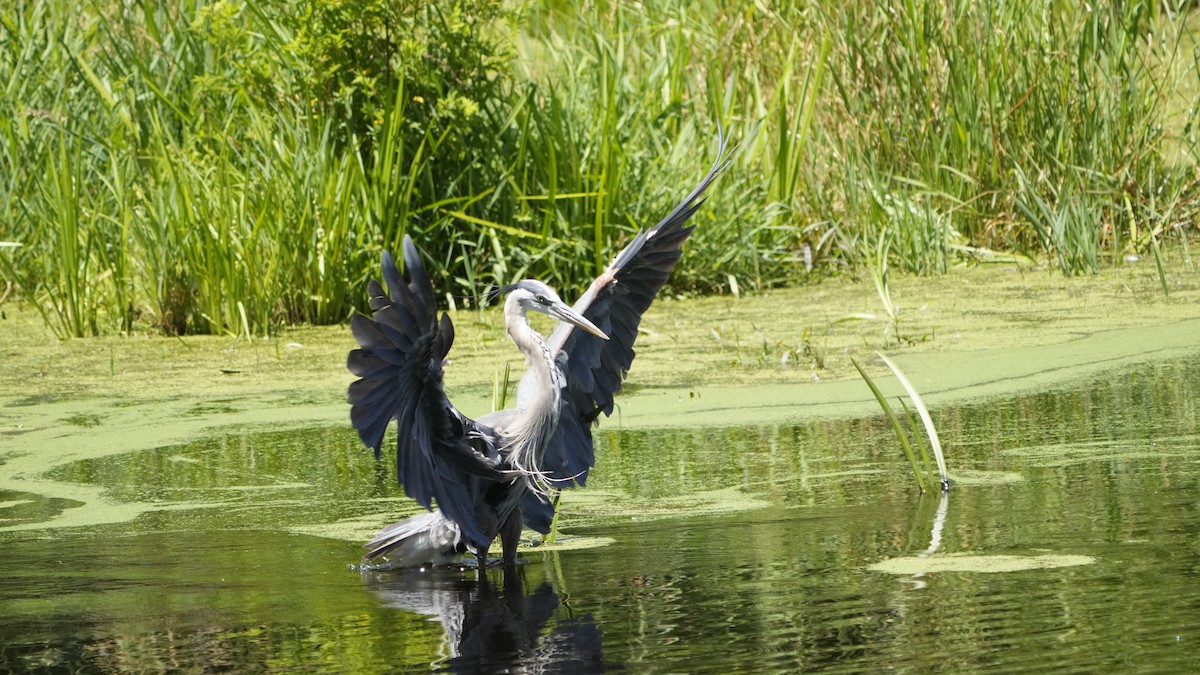 Great Blue Heron - Hunter Book